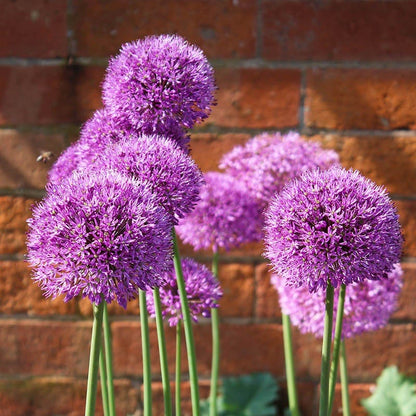 Purple Galaxy Allium Flower Bulb Collection