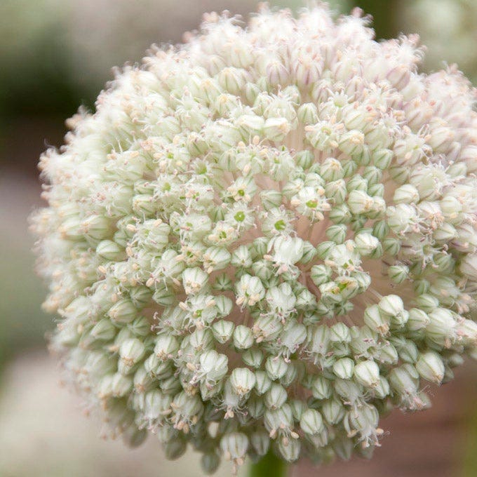 Artful Accents Allium Bulb Collection