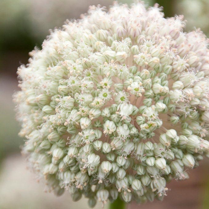 Ballerina Flower Bulb Collection