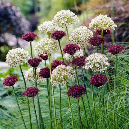 Starry Night Allium Bulb Collection