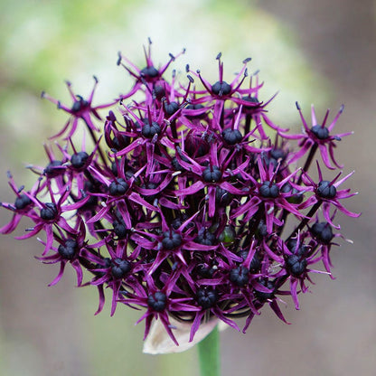 Allium atropurpureum