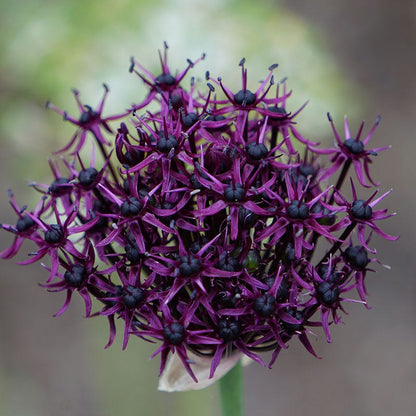 Starry Night Allium Bulb Collection