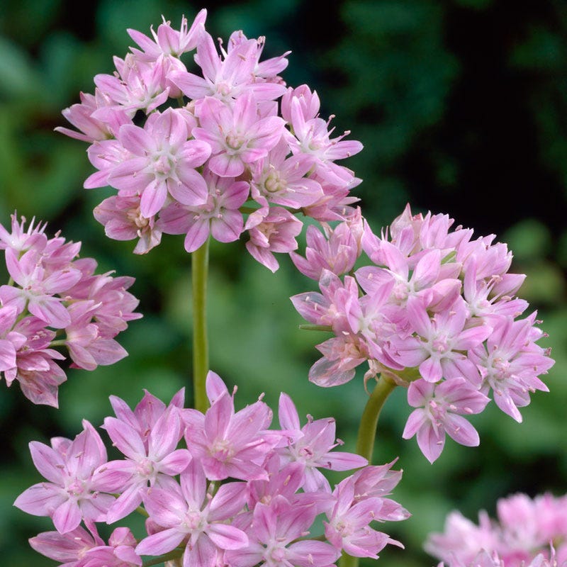 Allium unifolium