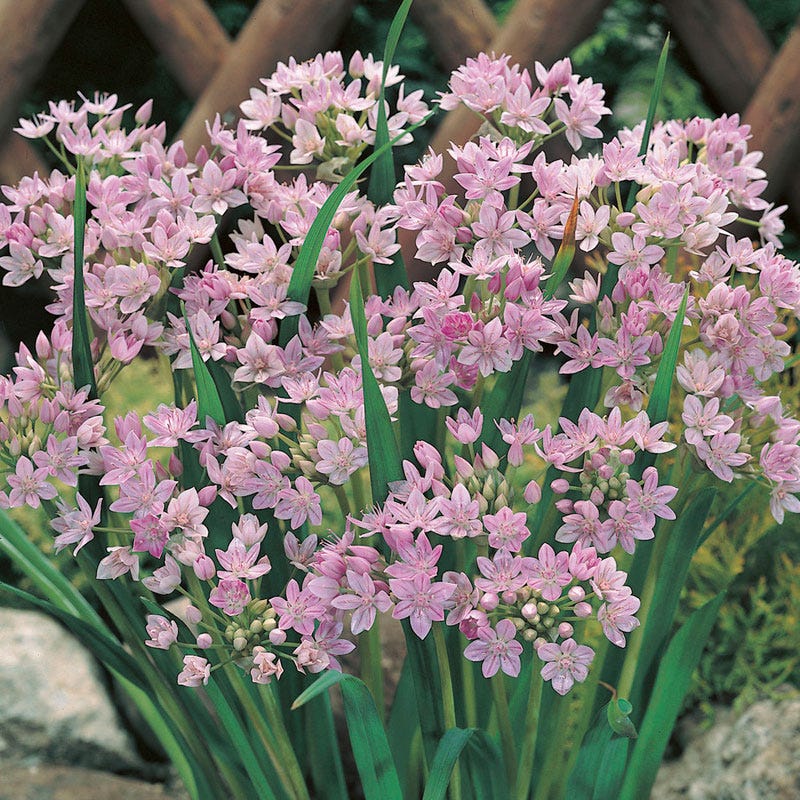 Allium unifolium