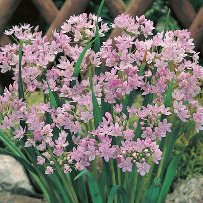 Allium unifolium