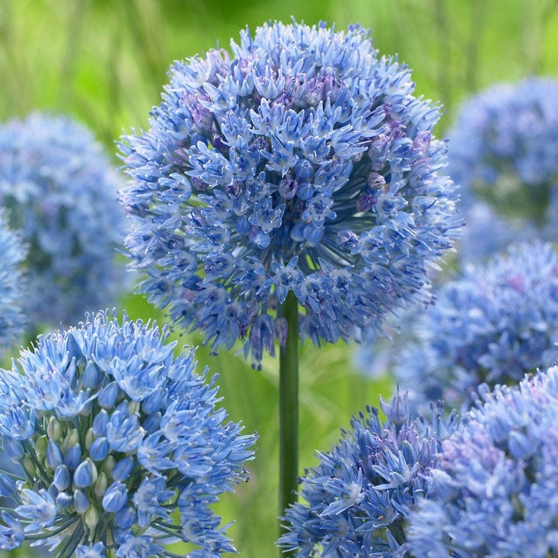 Blue Allium caeruleum