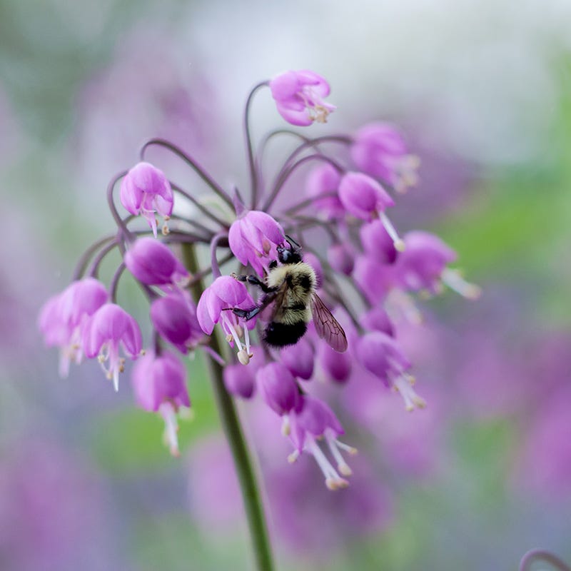 Nodding Onion (Allium)