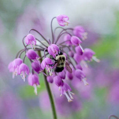 Nodding Onion (Allium)