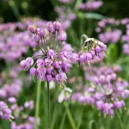 Nodding Onion (Allium)