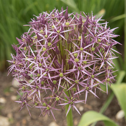 Star of Persia Allium