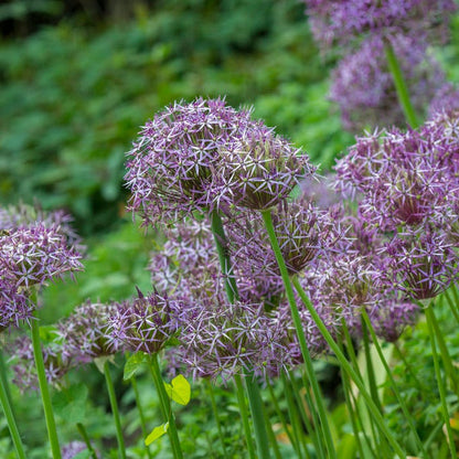 Star of Persia Allium