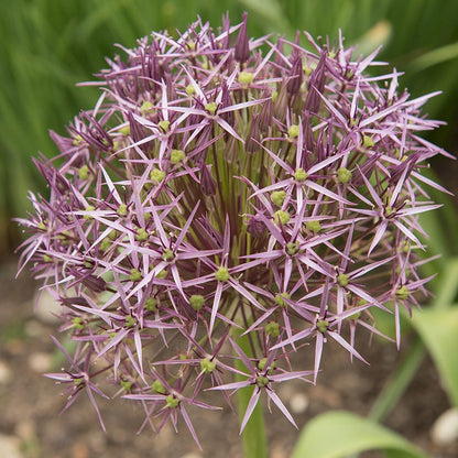Artful Accents Allium Bulb Collection