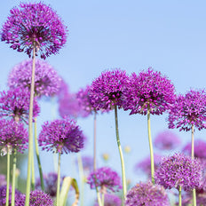 Deer Resistant Fall-Planted Bulbs