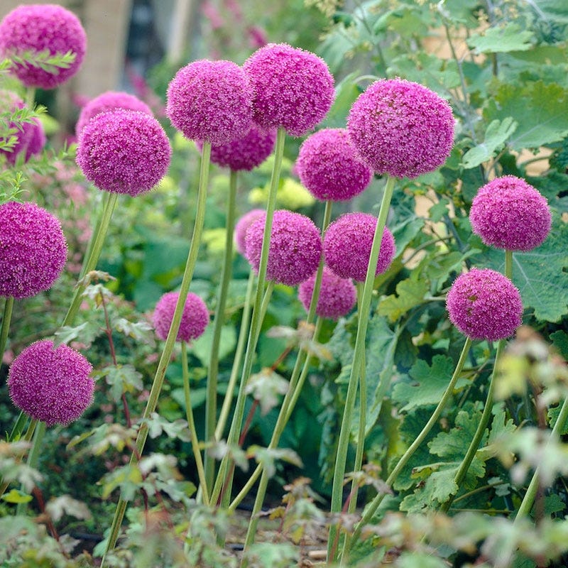 Allium giganteum