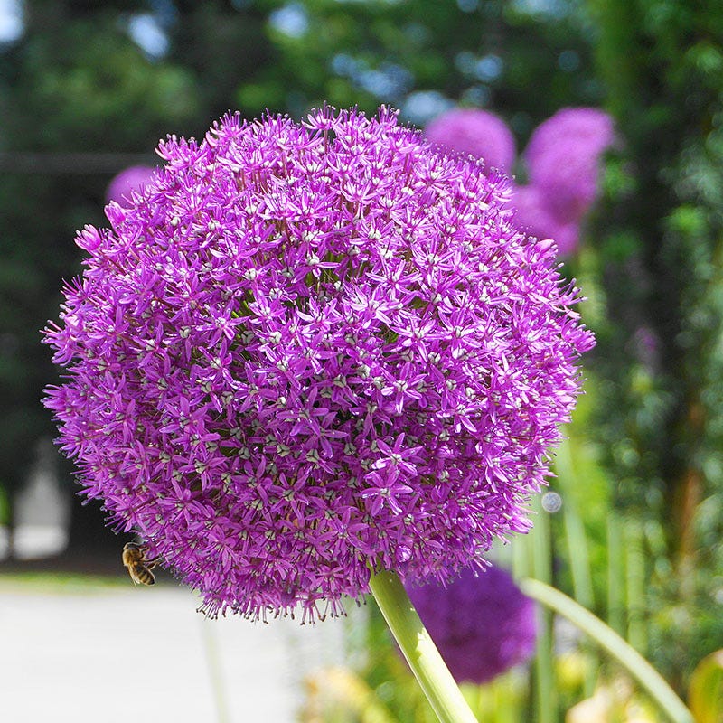 Allium giganteum