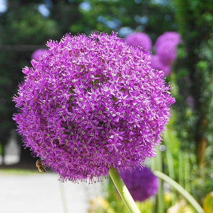 Allium giganteum