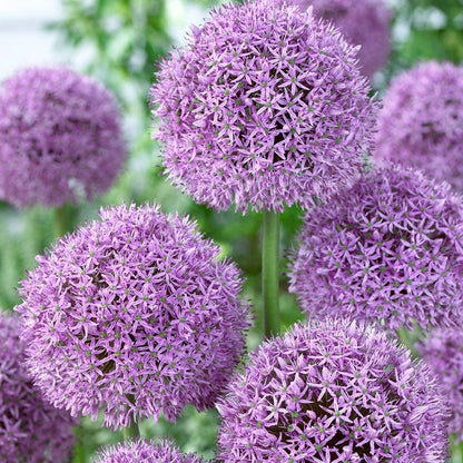 Gladiator Allium