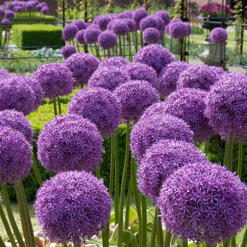 Globemaster Allium