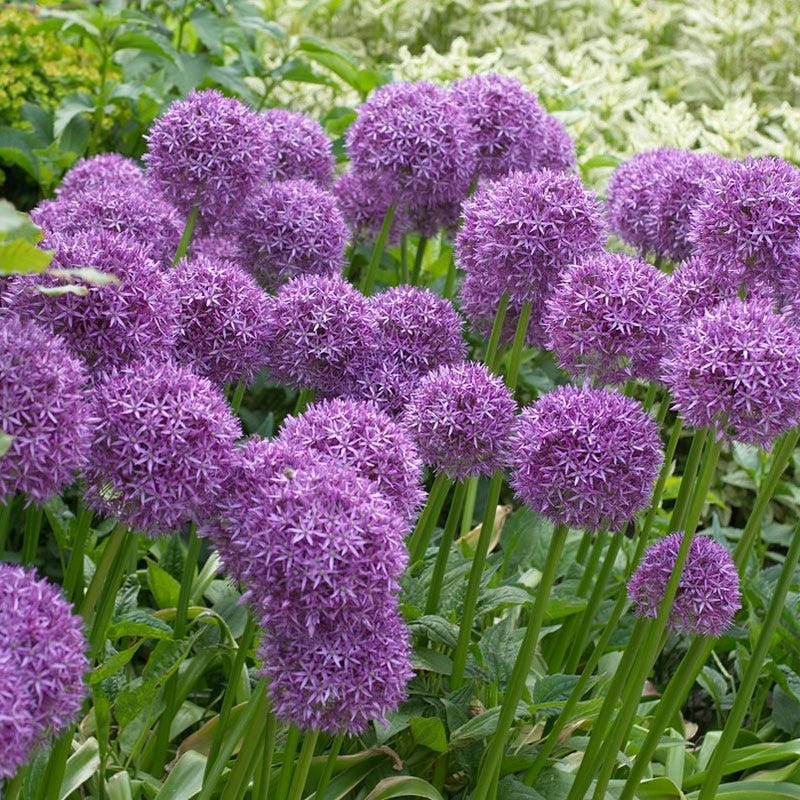 Globemaster Allium