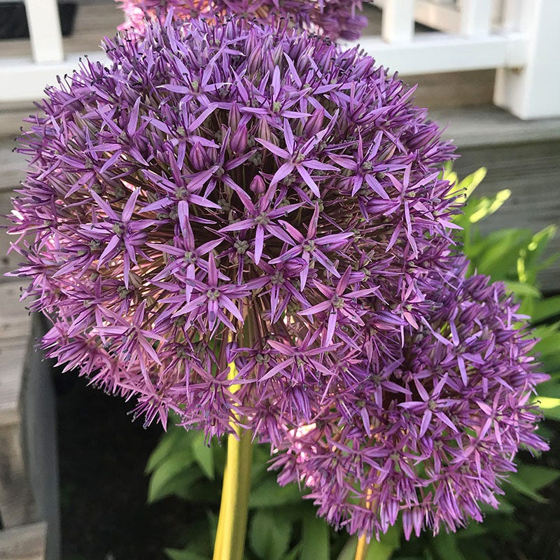 Purple Galaxy Allium Flower Bulb Collection
