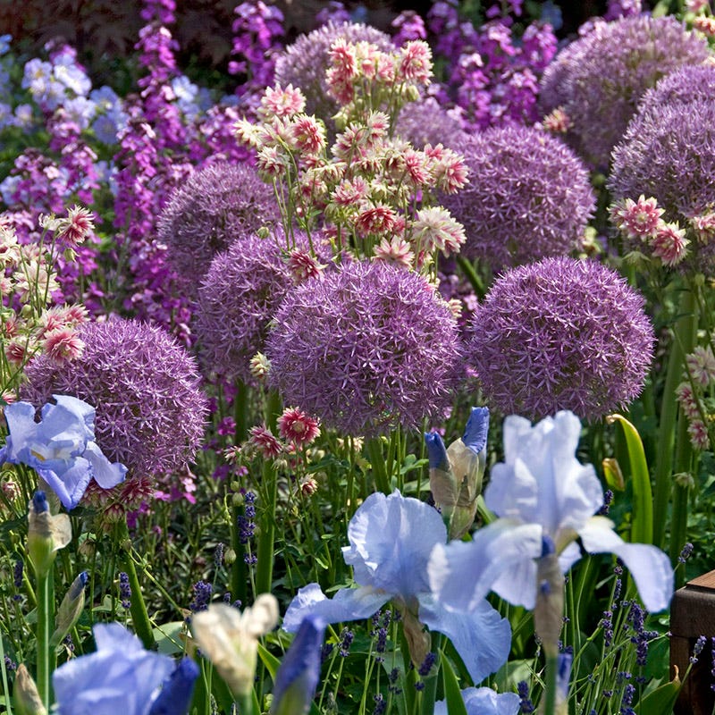 Globemaster Allium