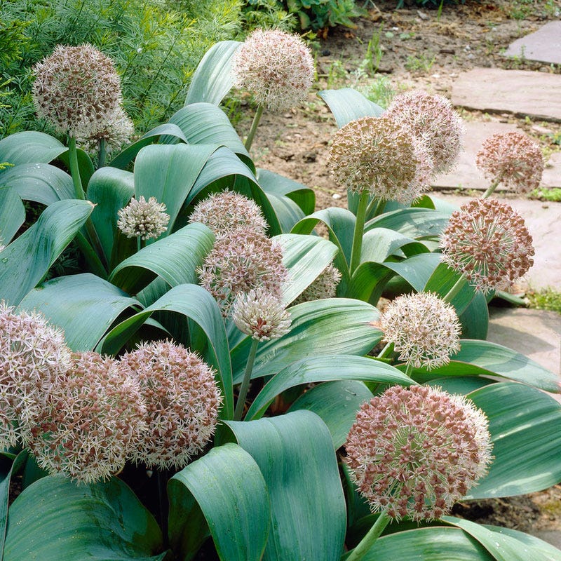 Allium karataviense