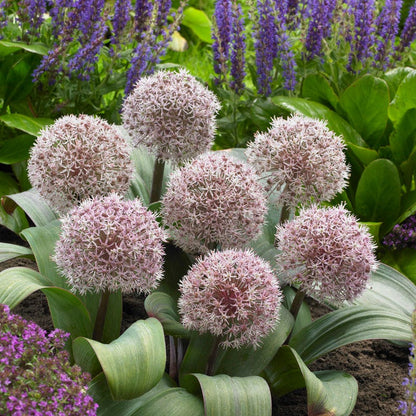 Allium karataviense