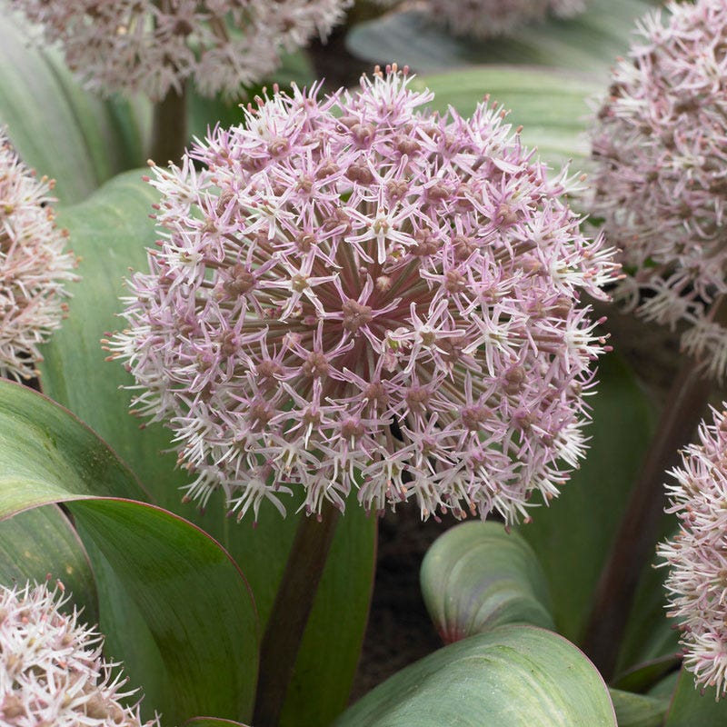 Allium karataviense