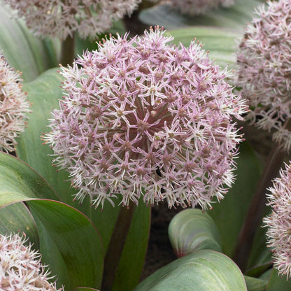 Allium karataviense
