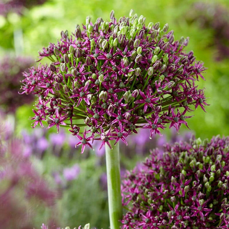 Magic Allium