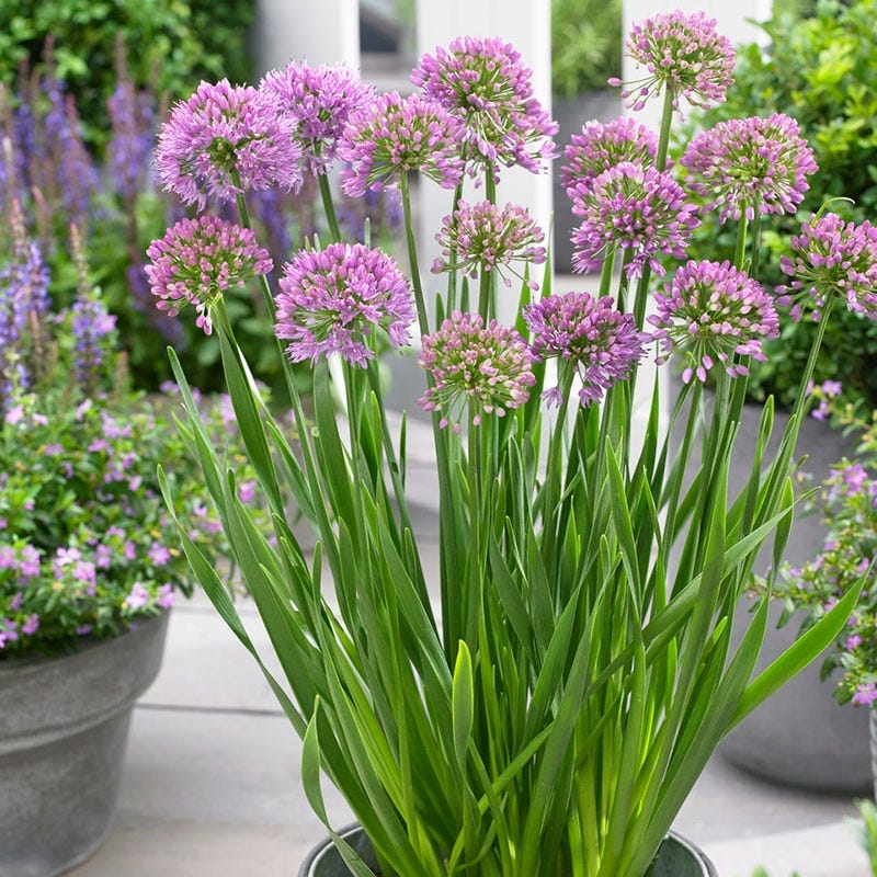 allium plants in pots Allium Millenium, Ornamental Onion