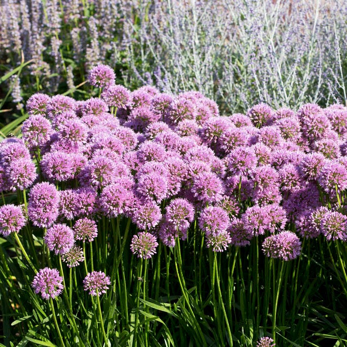 Allium Millenium