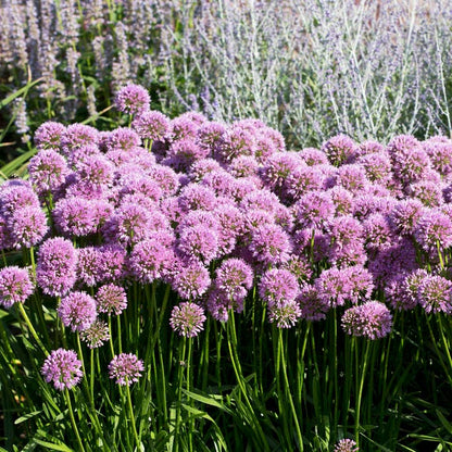 Allium Millenium