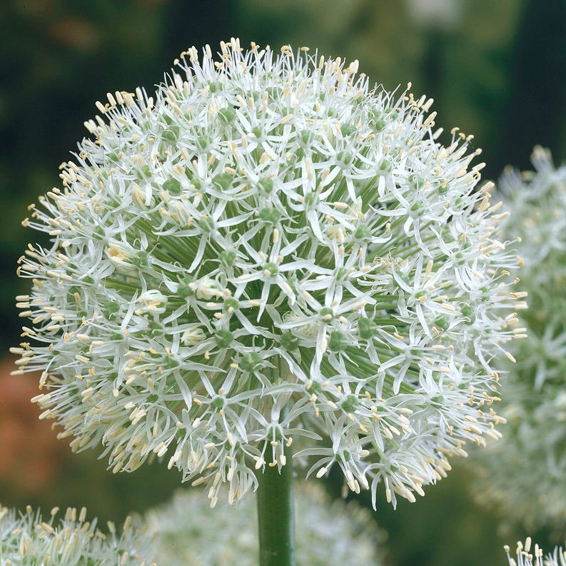 Purple Galaxy Allium Flower Bulb Collection