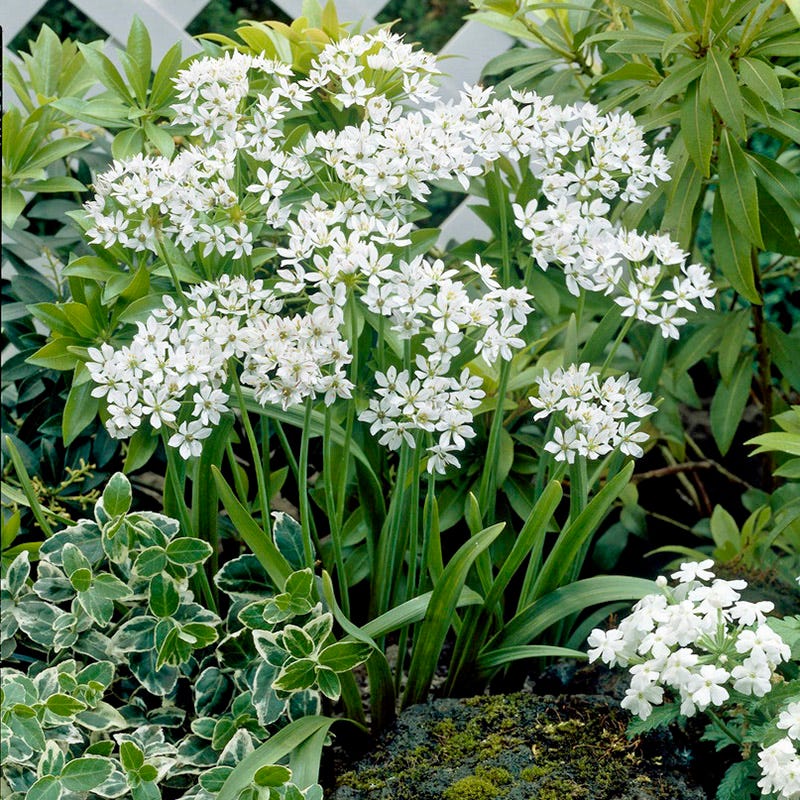 Allium neapolitanum