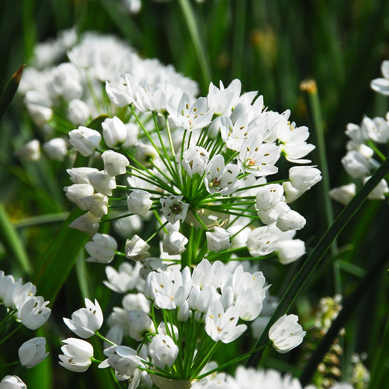 Allium neapolitanum