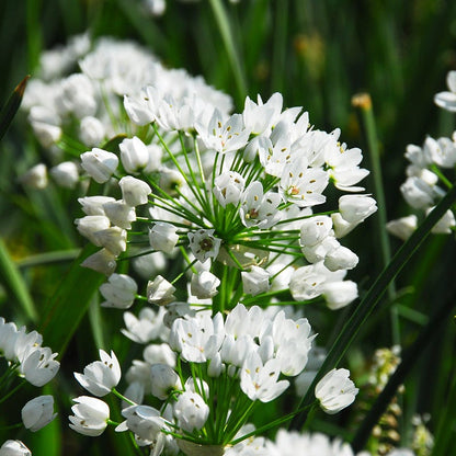 Allium neapolitanum