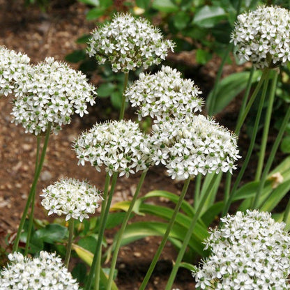 Allium nigrum