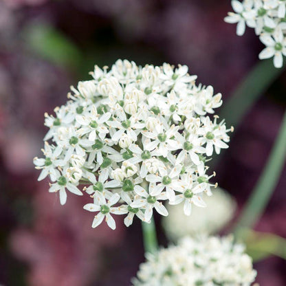Starry Night Allium Bulb Collection