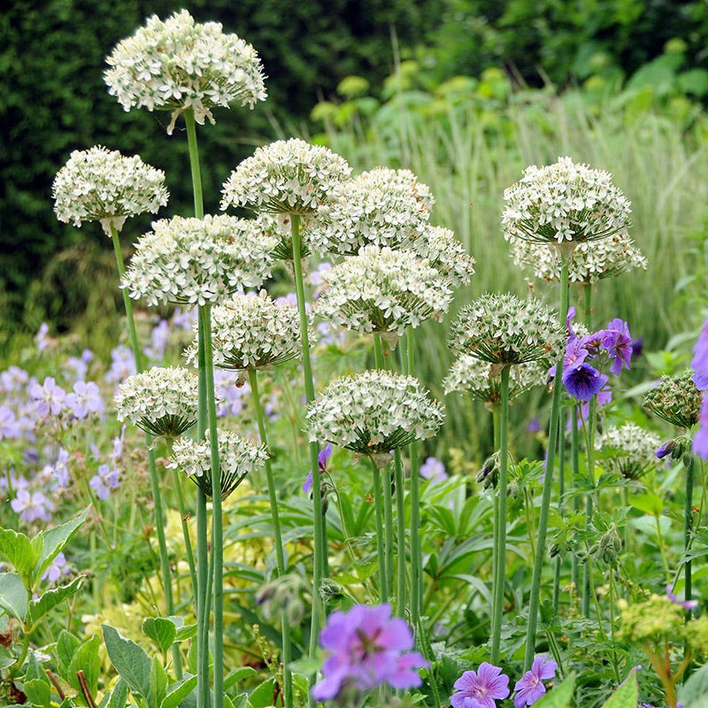 Allium nigrum - Thumbnail 4