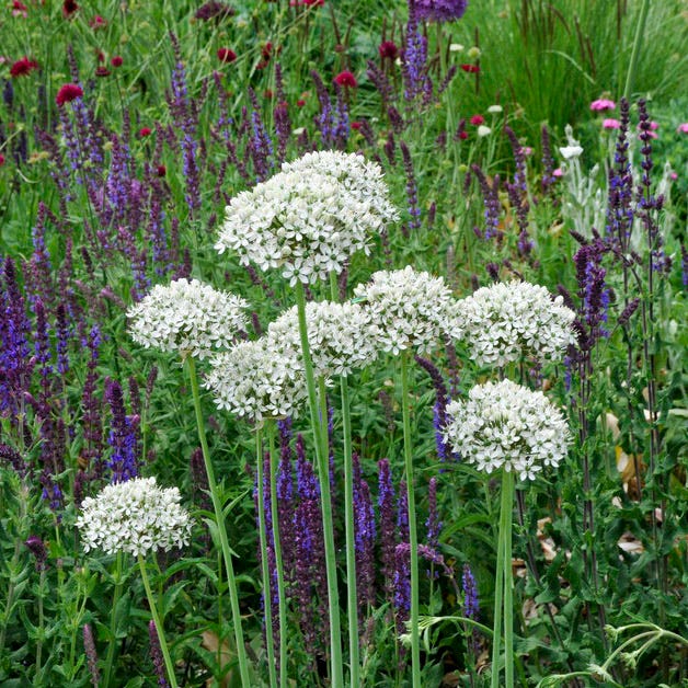 Allium nigrum