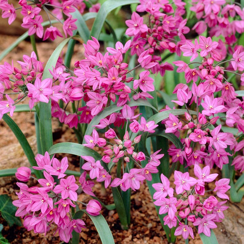 Allium oreophilum - Thumbnail 2