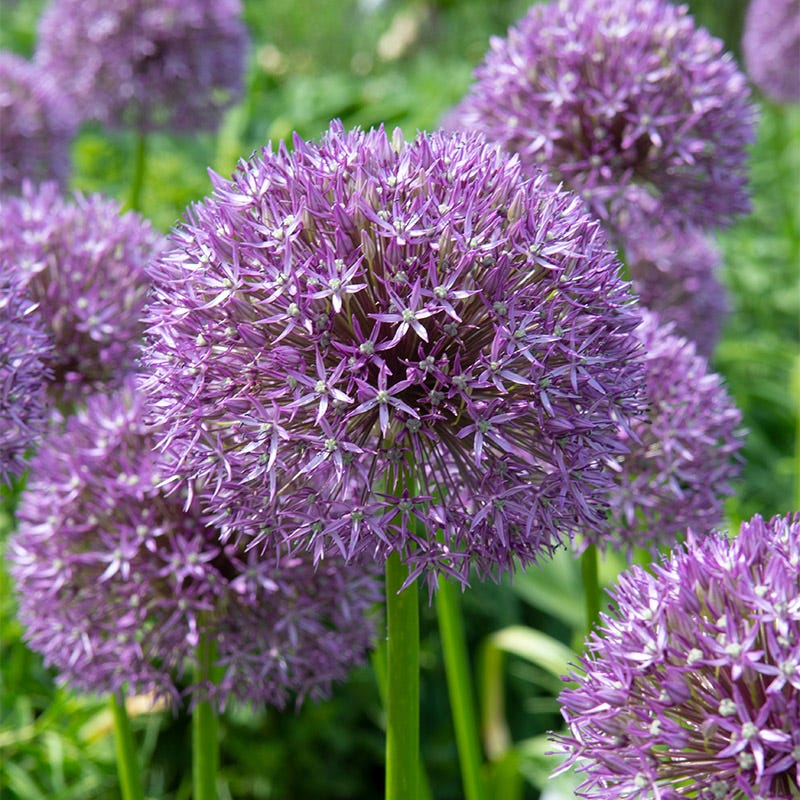 Pinball Wizard Allium