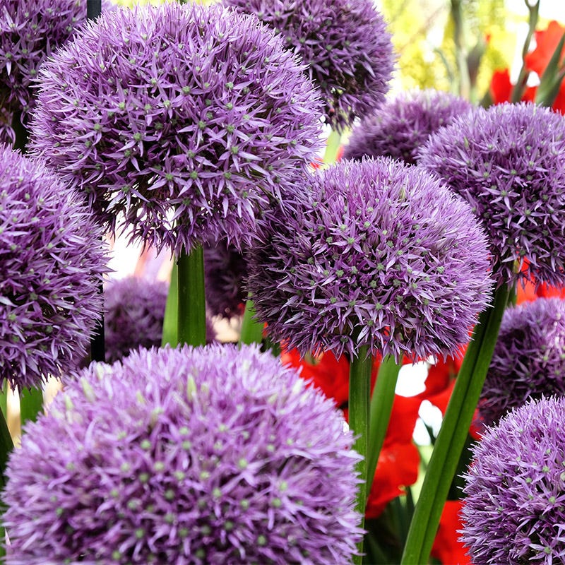 Pinball Wizard Allium