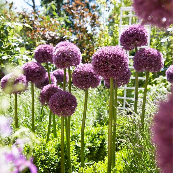 Pinball Wizard Allium