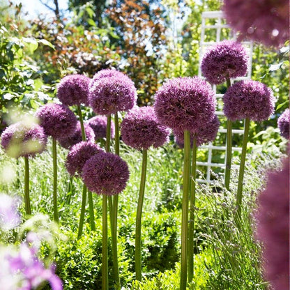 Pinball Wizard Allium