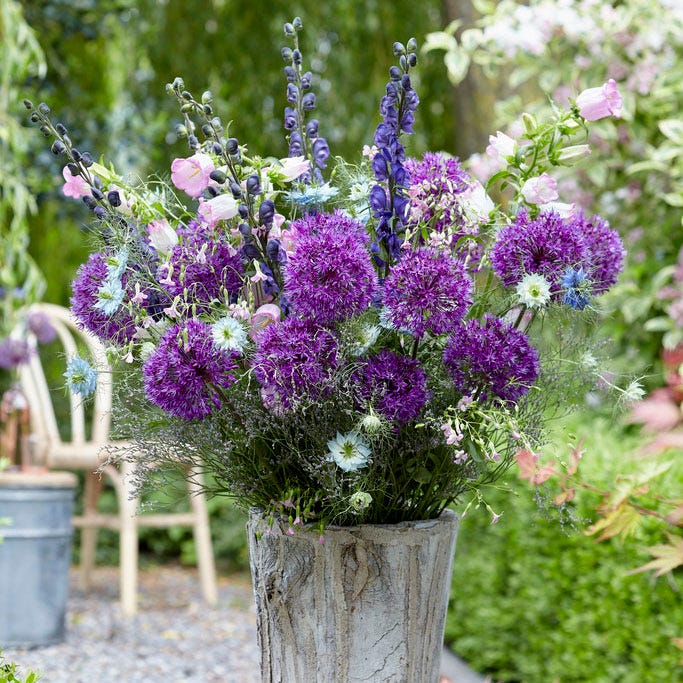 Purple Sensation Allium