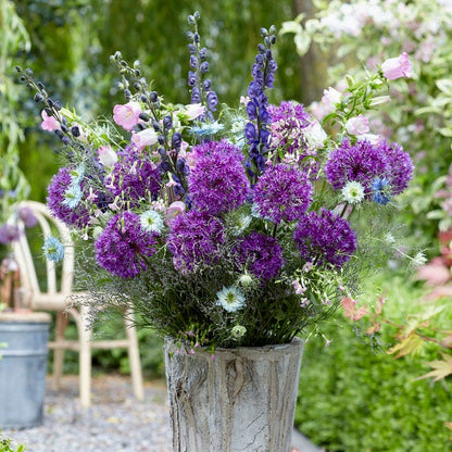 Purple Sensation Allium