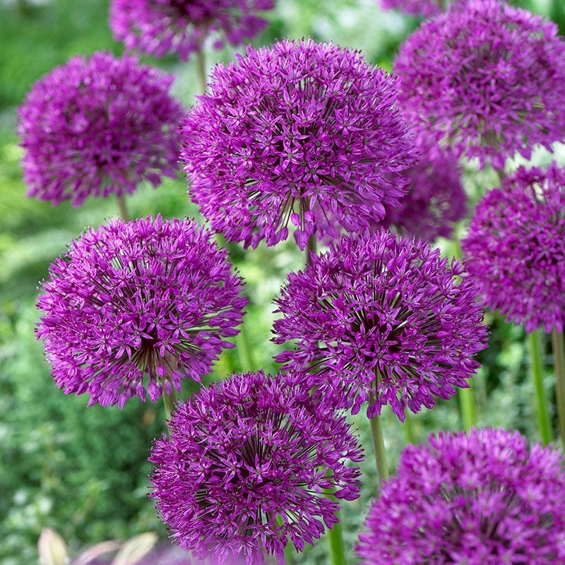 Purple Galaxy Allium Flower Bulb Collection