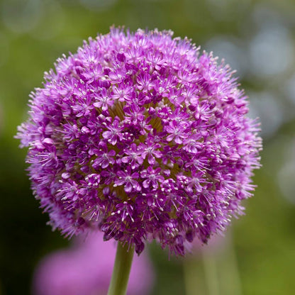 Purple Sensation Allium